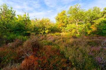 Heather land of the Rock Bizet hill in  in the French Gâtinais Regional Nature Park. Boissy-le-Cutté village