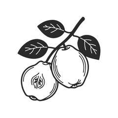 Black and white quince illustration on branch with leaves