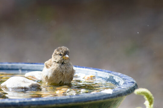 Sparrow In Birdbath