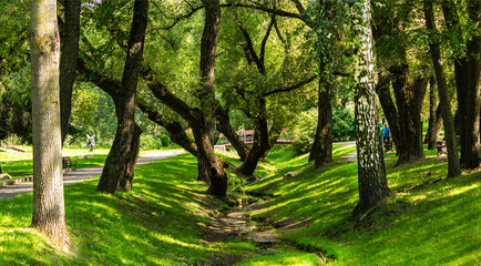 Sunlight in a green forest with a stream , summer time