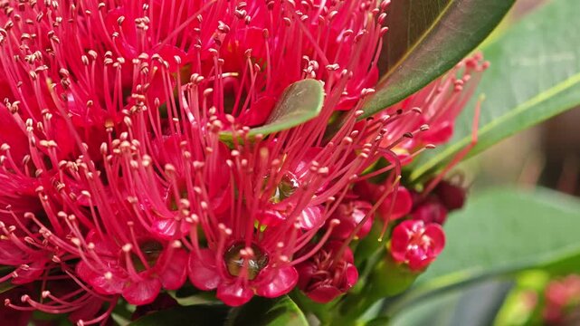 Xanthostemon chrysanthus flower or red golden penda flower.