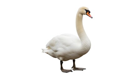 Obraz premium Majestic white swan stands proudly against a clean white background