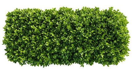 Obraz premium Top view green hedge isolated on transparent background — high-resolution PNG-style cutout of dense shrub foliage for natural privacy and decorative landscaping, ideal for garden borders, mockups