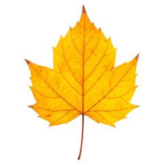 Fototapeta premium Bright autumn leaf with prominent veins on transparent background. Fall season color and natural beauty.