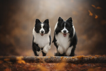 Two happy Border Collie dogs are running directly towards the camera. The dogs are surrounded by fallen leaves on the ground during the fall season, creating a beautiful landscape