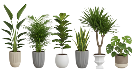 Six potted houseplants including Bird of Paradise Fiddle Leaf Fig and Monstera isolated on a transparent background