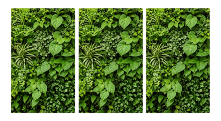 Lush green vertical garden wall with diverse foliage and plant textures isolated on a transparent background