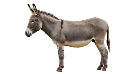 Fototapeta premium Gray donkey with white muzzle and dark stripes on legs and back isolated on a transparent background