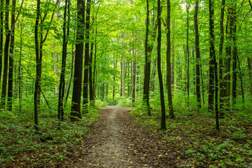 Obraz premium Path in green summer forest