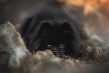A cute, small black Pomeranian puppy is crouched down amongst light-colored rocks and dirt. The dog is looking directly at the viewer with its round, brown eyes