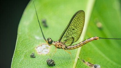 Mayfly standing on green leaf with long antennae and detailed wings.