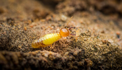 Termite walking on dirt ground in nature close up.