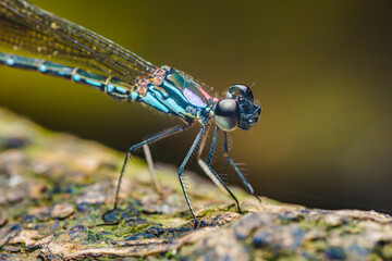 Colorful dragonfly resting on a mossy branch.