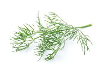 Twig of fresh dill isolated on white