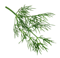 Twig of fresh dill isolated on white