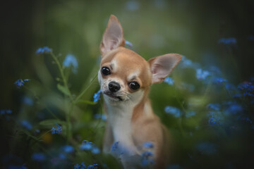 A small fawn and white Chihuahua puppy stands amongst blue forget-me-not flowers in a lush garden. The puppy looks directly at the viewer with a curious expression