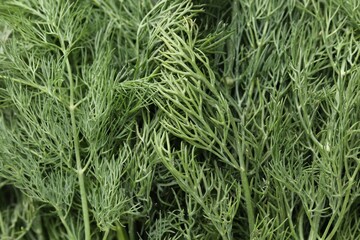 Aromatic fresh dill as background, closeup view
