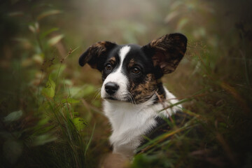 A tri-color Pembroke Welsh Corgi puppy with large ears sits attentively in a field of green grass and plants. The puppy is looking up and to the left
