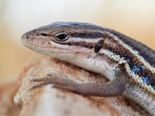 Close-up of a lizard sunbathing very peacefully. Psammodromus algirus