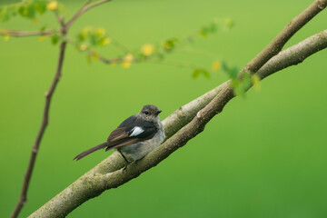 A small Oriental magpie-robin (Copsychus saularis) perched on a branch against a softly blurred green background.