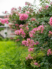 公園に咲いたピンクのサルスベリの花