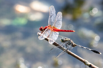 Dragonflies male and female perched on a twig in a lakeshore