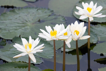 White Water lilies in pond