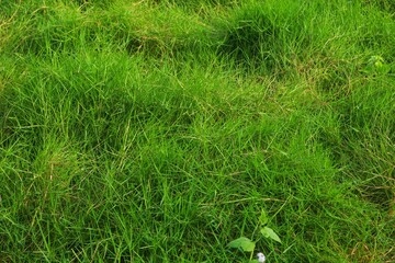 Background Grinting Grass (Leptochloa filiformis) grows abundantly.