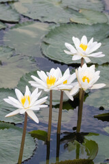 White Water lilies in pond