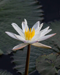 White Water lily in pond
