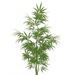 Obraz premium A lush green bamboo plant bush with long, slender leaves, isolated