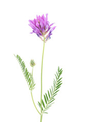 Milkvetch plant with purple flowers and green leaves isolated on white, Astragalus onobrychis