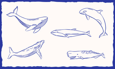whale animal illustration sketch hand drawn collection set © gurlinthetri