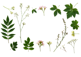 Artfully arranged pristine green leaves, pale pink, white, yellow blossoms, and organic sprigs, newly gathered on a light-colored surface, soft diffused light, negative space, concept of sustainable