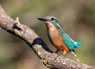 Common kingfisher, Alcedo atthis. A bird sits on a branch, releasing a stream of excrement