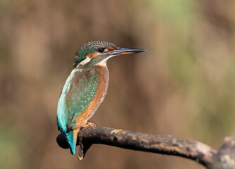 Common kingfisher, Alcedo atthis. A young bird sits on a branch above a river, blurred background