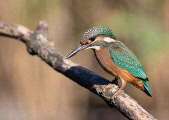 Common kingfisher, Alcedo atthis. A bird sits on a branch above the river, looking into the water