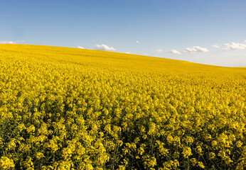 Obraz premium Yellow rapeseed field at the sunset.