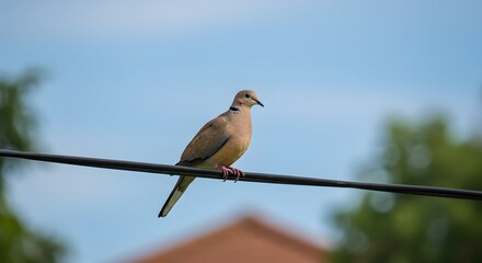 Dove perched on wire against sky