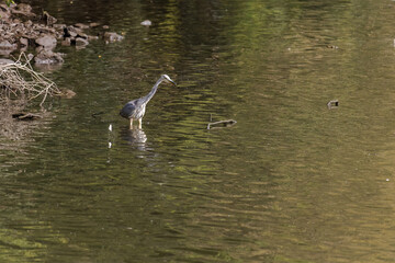 The eastern great egret, a white heron in the genus Ardea, fishing at calm water in lake