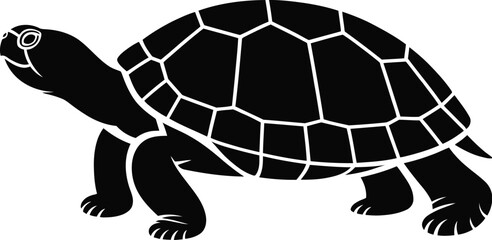 Black turtle walking on white background tortoise reptile