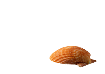 Vibrant orange-peach scallop shell with intricate textures, resting on a clean, matte white studio surface, photographed with soft light, concept of elegant natural discovery