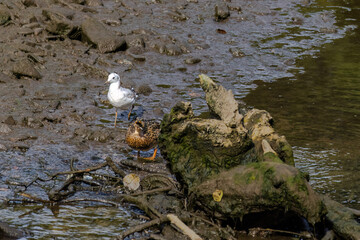 Gull bird in natural habitat.