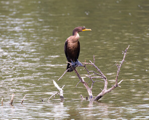 Close-Up Portrait of Double-crested Cormorant (Phalacrocorax auritus) in Illinois Water