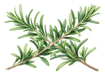 Four Sprigs of Fresh Rosemary Herb Arranged in a Pattern spice culinary isolated on a transparent background