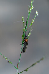 Hondled red black animal on the leaves