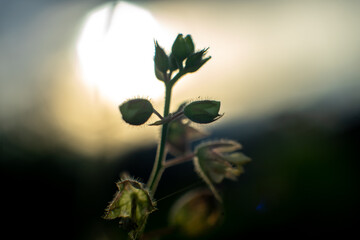 green plant in the morning sun