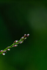 shoots of grass that has beautiful flowers