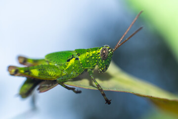 leaf -eating grasshopper