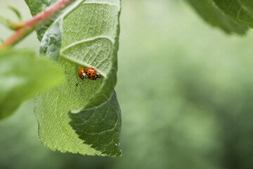 Zwei Marienkäfer sitzen auf einem Blatt eines Apfelbaumes und Paaren sich, Deutschland